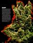 Page: - 62 | High Times