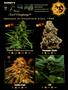 Page: - 63 | High Times