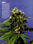 Page: - 64 | High Times