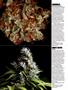 Page: - 66 | High Times