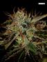 Page: - 67 | High Times