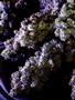 Page: - 68 | High Times