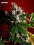 Page: - 70 | High Times