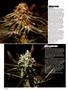 Page: - 72 | High Times