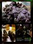Page: - 94 | High Times