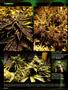 Page: - 98 | High Times