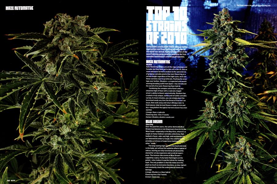 TOP 10 STRAINS OF 2010