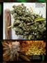 Page: - 100 | High Times