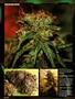 Page: - 102 | High Times