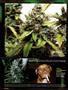 Page: - 104 | High Times