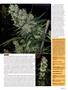 Page: - 117 | High Times