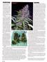 Page: - 118 | High Times