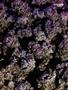 Page: - 127 | High Times