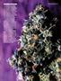 Page: - 43 | High Times