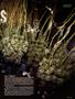 Page: - 67 | High Times