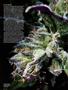 Page: - 68 | High Times