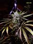 Page: - 71 | High Times