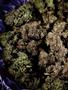 Page: - 72 | High Times