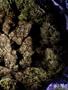 Page: - 73 | High Times