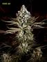 Page: - 74 | High Times