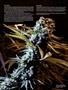 Page: - 82 | High Times