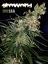 Page: - 99 | High Times