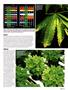 Page: - 115 | High Times