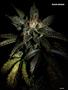 Page: - 121 | High Times