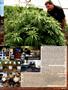 Page: - 37 | High Times