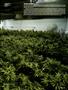 Page: - 65 | High Times