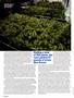 Page: - 66 | High Times