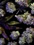 Page: - 68 | High Times