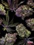 Page: - 69 | High Times