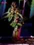 Page: - 70 | High Times