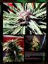 Page: - 96 | High Times