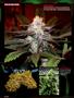 Page: - 98 | High Times
