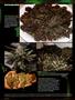 Page: - 100 | High Times