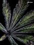 Page: - 121 | High Times