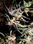 Page: - 68 | High Times