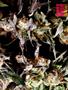Page: - 69 | High Times