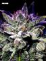Page: - 70 | High Times