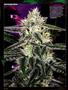 Page: - 96 | High Times