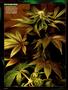 Page: - 98 | High Times