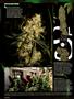 Page: - 100 | High Times