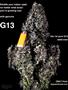 Page: - 11 | High Times