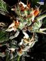 Page: - 121 | High Times