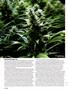 Page: - 40 | High Times