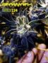 Page: - 95 | High Times