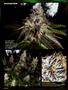 Page: - 96 | High Times