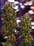 Page: - 121 | High Times
